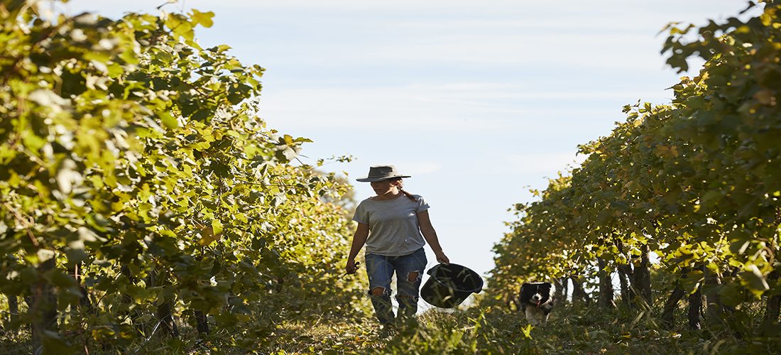 Nashdale Lane winemaker in the vineyard